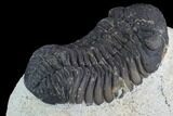 Bargain, Morocops Trilobite - Visible Eye Facets #120085-5